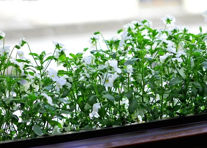 Bimba & Free Parking דירה