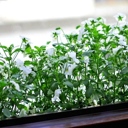 Bimba & Free Parking Appartement